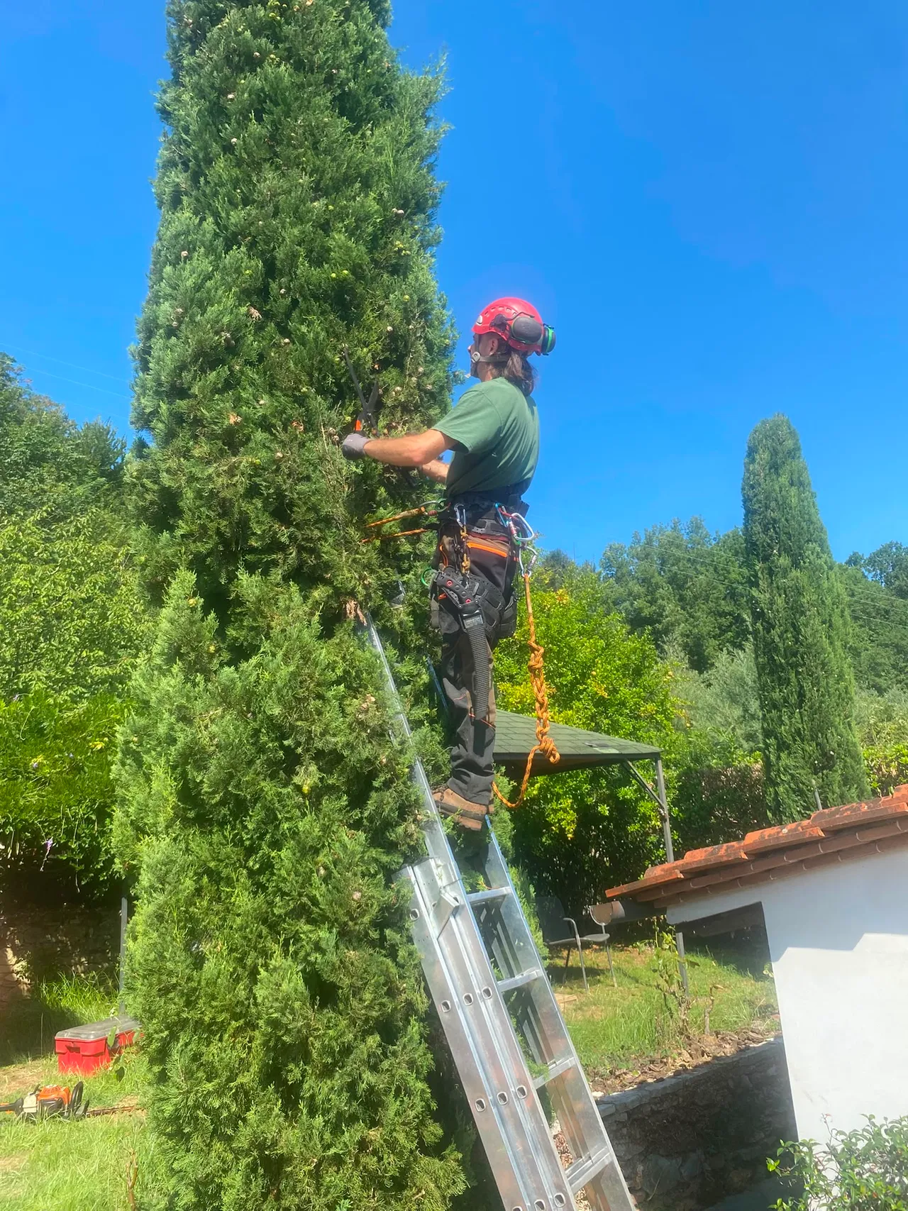 Potatura di un cipresso nella campagna toscana